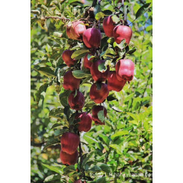 Nouvelle récolte fraîche pomme Fuji avec emballage en carton